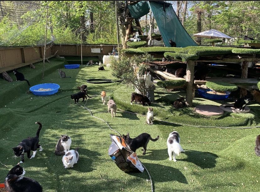 Територія притулку